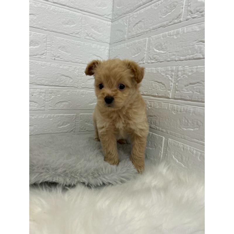 販売中の東京都のポメプー:ポメラニアン×トイプードル-444273の11枚目