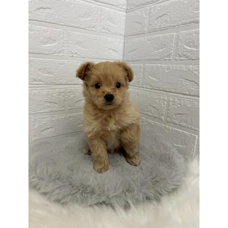 販売中の東京都のポメプー:ポメラニアン×トイプードル-444273の8枚目