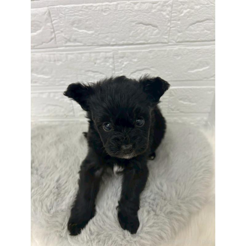 販売中の東京都のポメプー:ポメラニアン×トイプードル-444274の12枚目