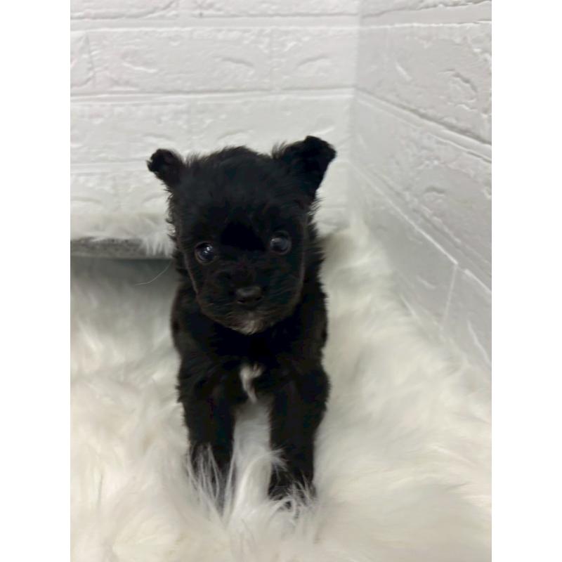 販売中の東京都のポメプー:ポメラニアン×トイプードル-444274の11枚目