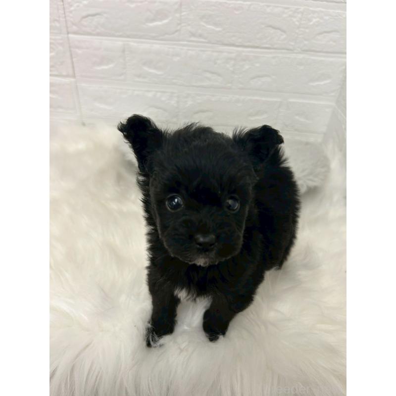 販売中の東京都のポメプー:ポメラニアン×トイプードル-444274の6枚目