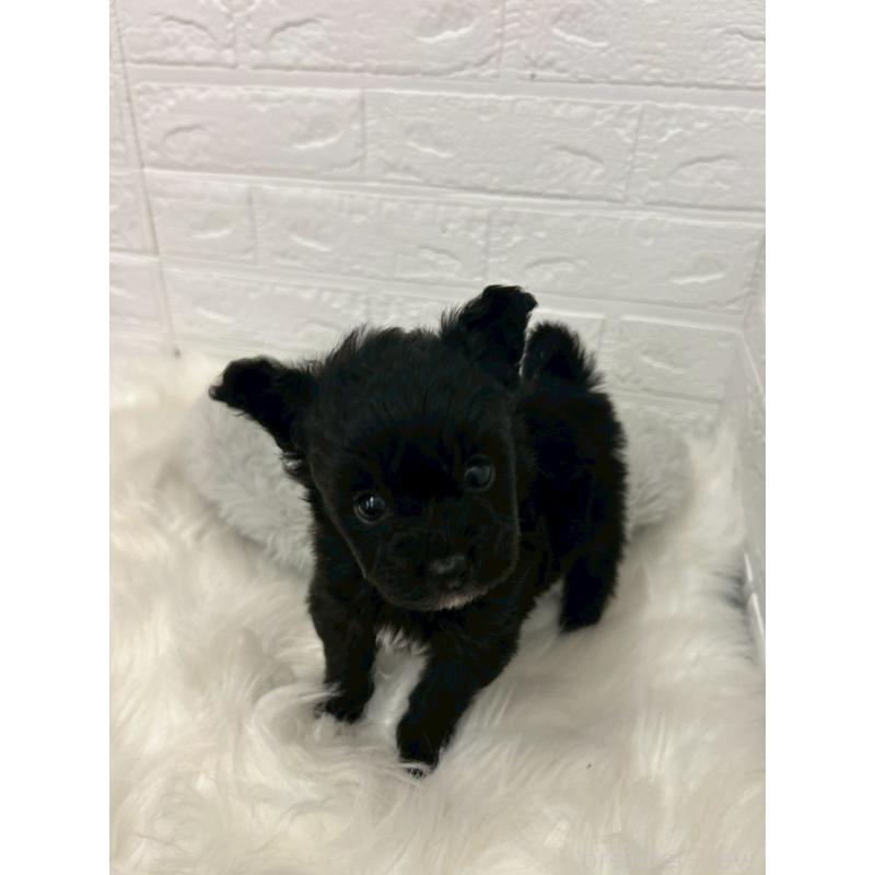 販売中の東京都のポメプー:ポメラニアン×トイプードル-444274の5枚目