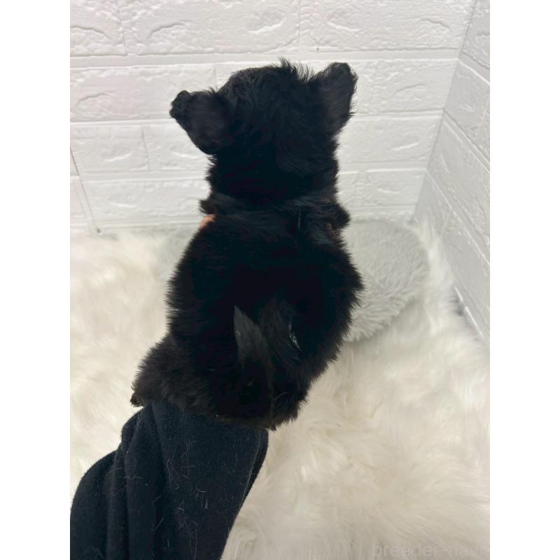 販売中の東京都のポメプー:ポメラニアン×トイプードル-444274の4枚目