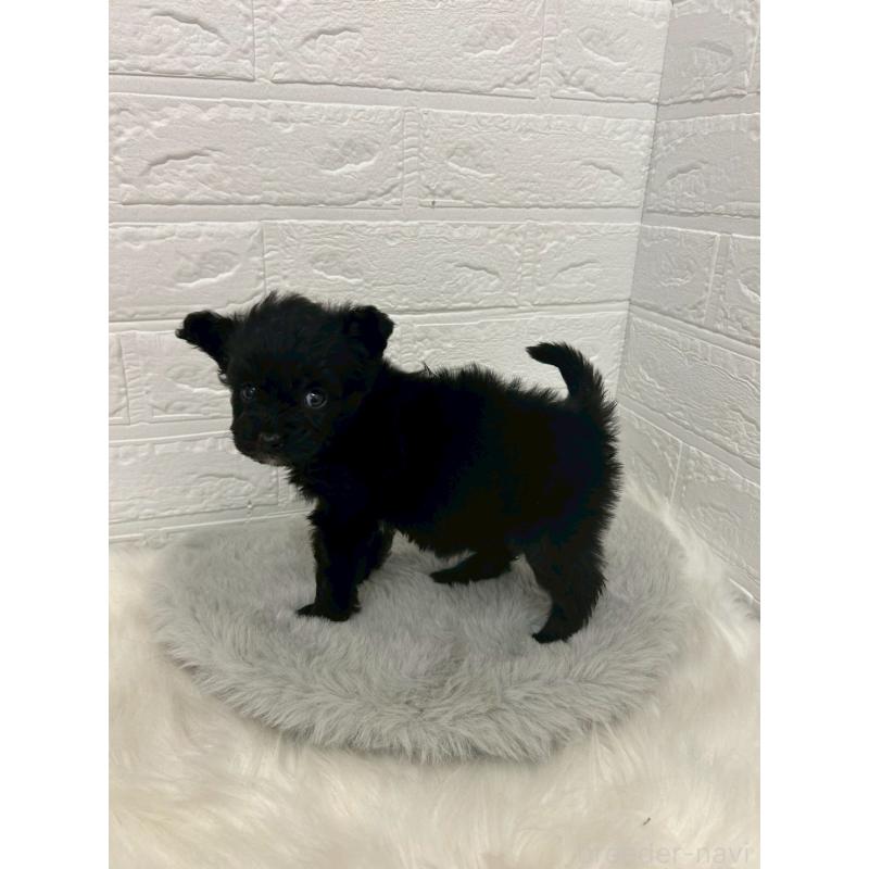 販売中の東京都のポメプー:ポメラニアン×トイプードル-444274の3枚目