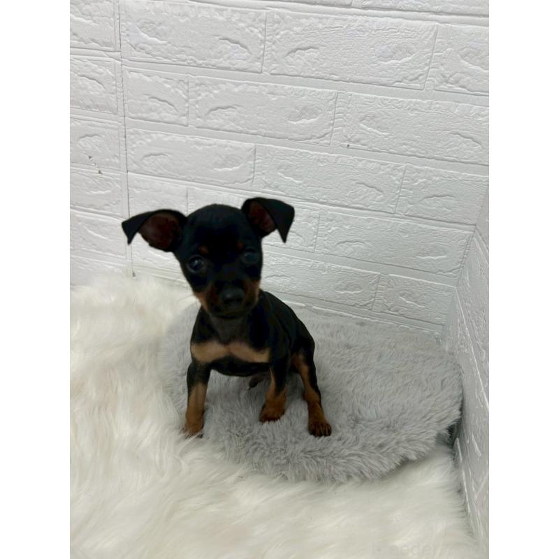 販売中の東京都のミニチュアピンシャー(ミニピン)-444275の9枚目