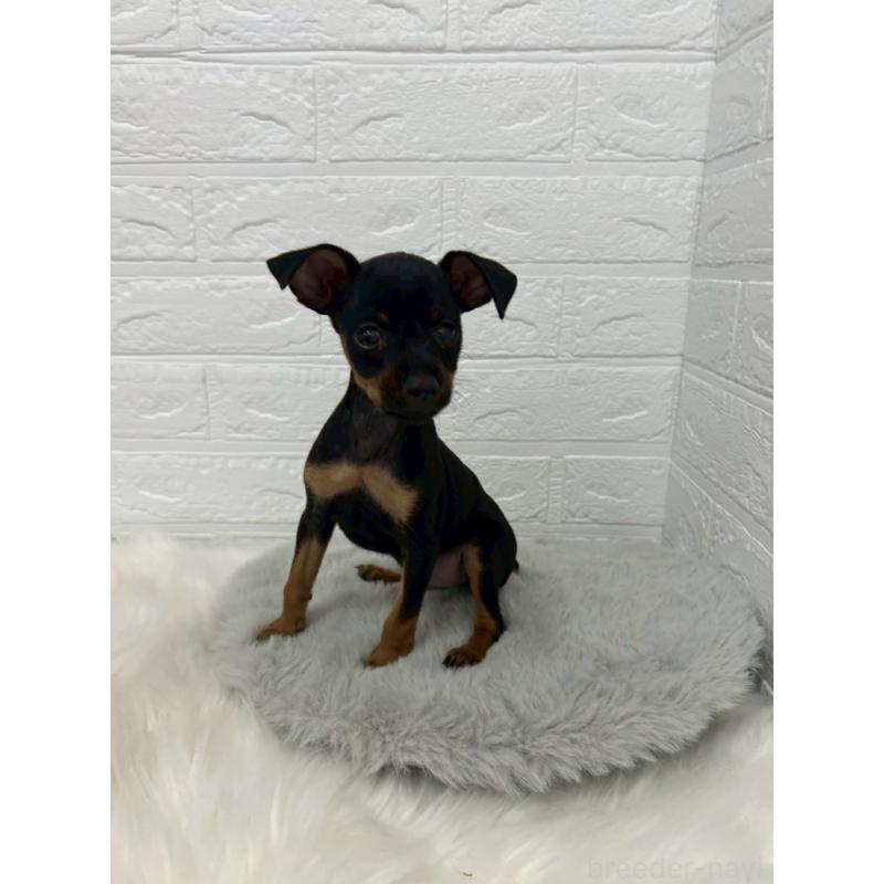 販売中の東京都のミニチュアピンシャー(ミニピン)-444275の6枚目