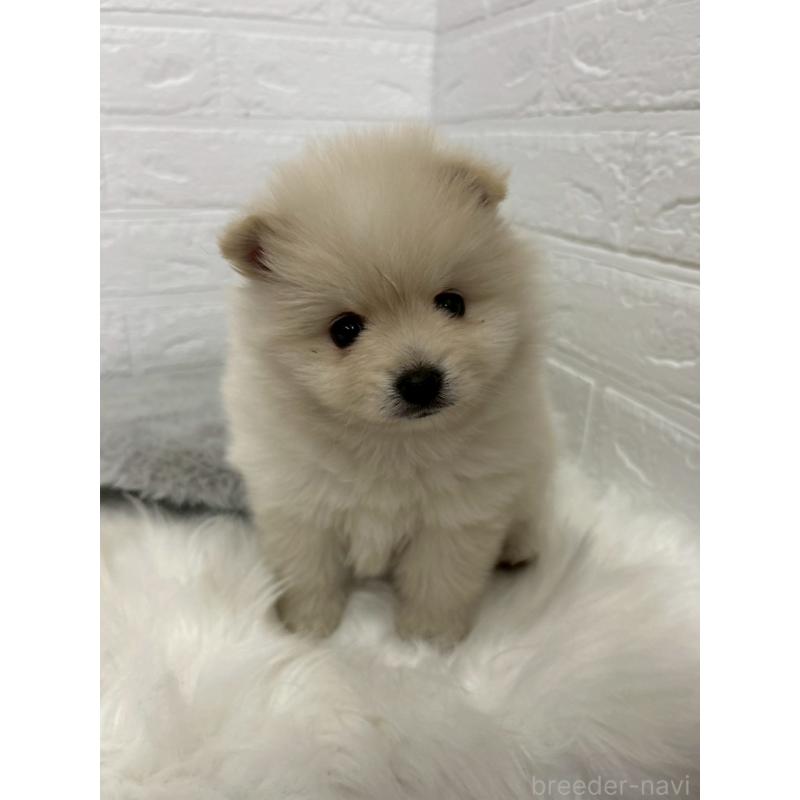 販売中の東京都のポメラニアン-444276の9枚目