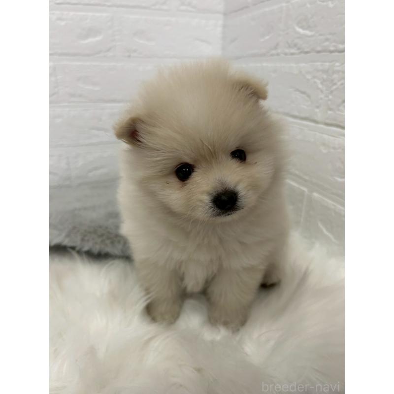 販売中の東京都のポメラニアン-444276の7枚目