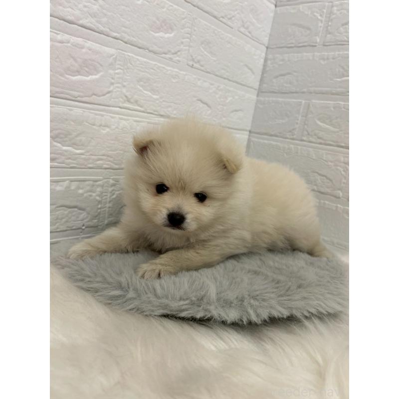 販売中の東京都のポメラニアン-444276の5枚目