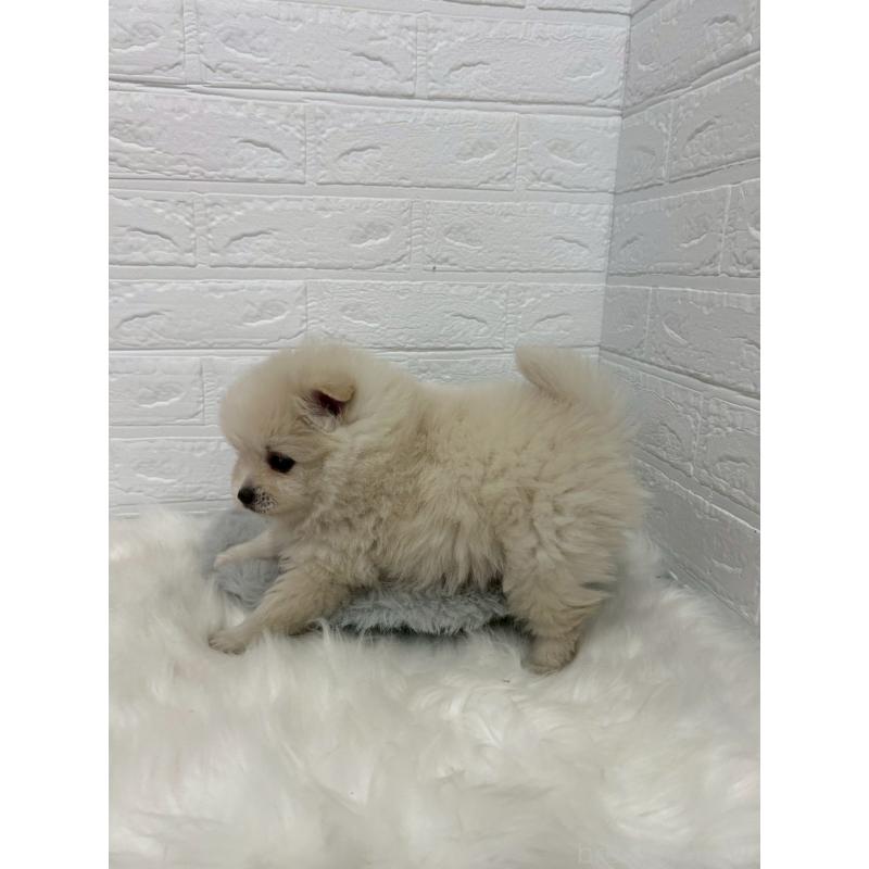 販売中の東京都のポメラニアン-444276の3枚目