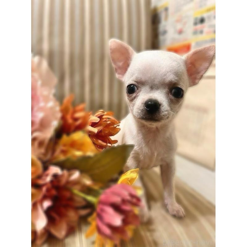 販売中の千葉県のチワワ(スムースコート)-444277の4枚目