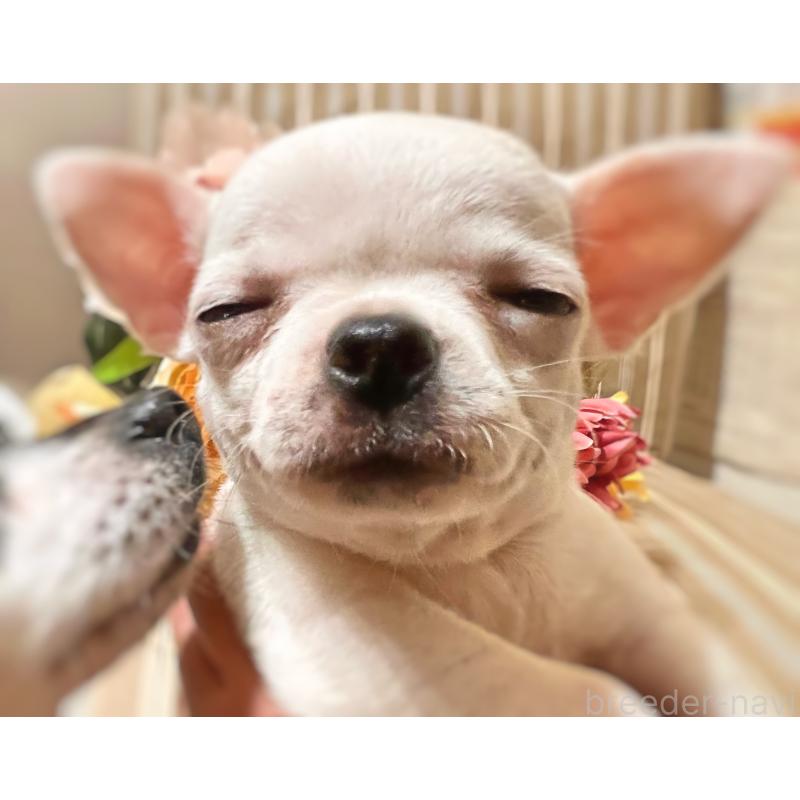 販売中の千葉県のチワワ(スムースコート)-444277の3枚目