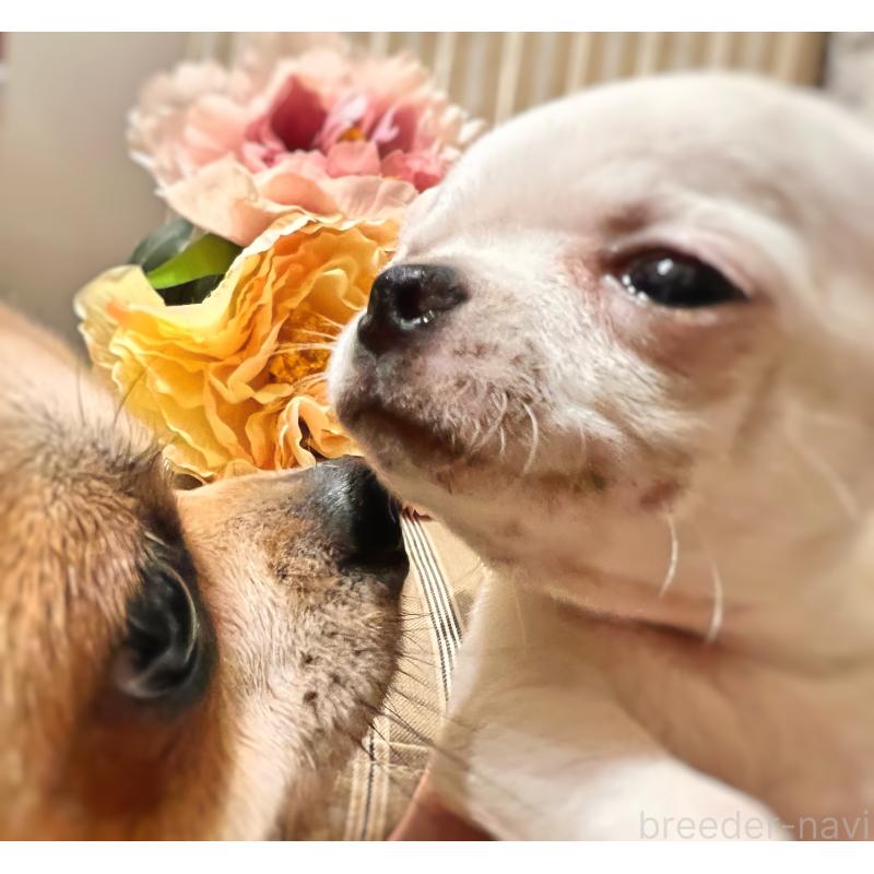 販売中の千葉県のチワワ(スムースコート)-444277の2枚目