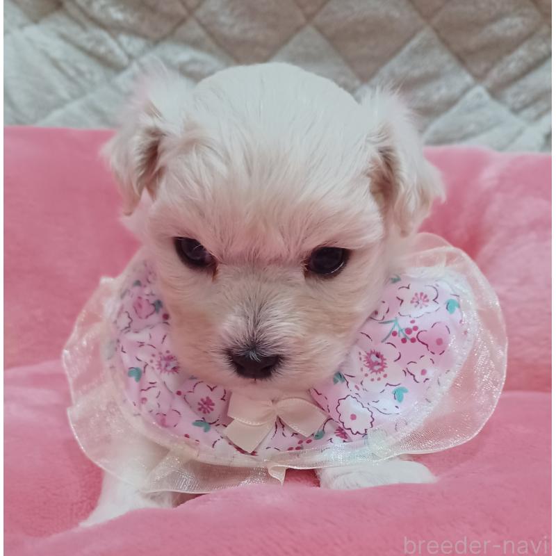 販売中の福岡県のマルックス:マルチーズ×ミニチュアダックスフンド-444289の5枚目