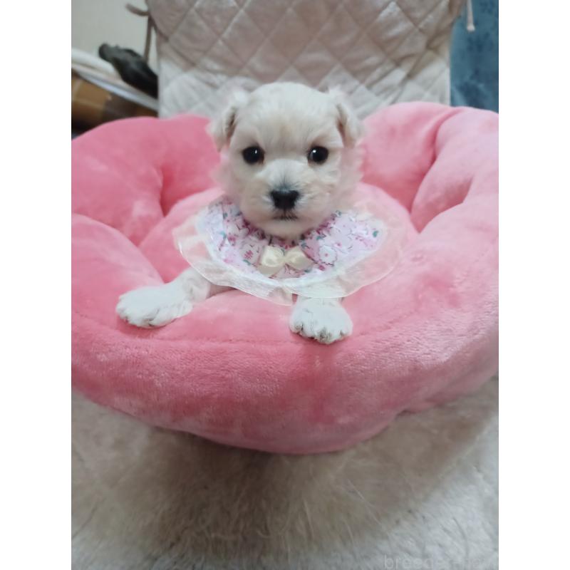 販売中の福岡県のマルックス:マルチーズ×ミニチュアダックスフンド-444289の4枚目