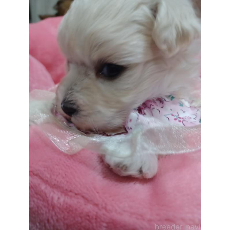 販売中の福岡県のマルックス:マルチーズ×ミニチュアダックスフンド-444289の3枚目