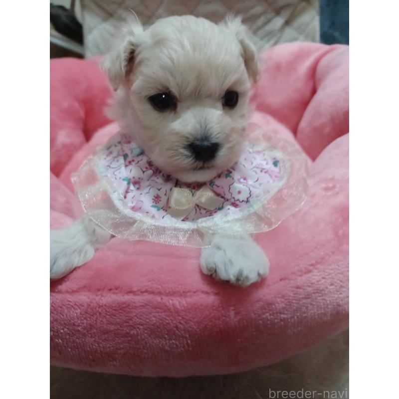 販売中の福岡県のマルックス:マルチーズ×ミニチュアダックスフンド-444289の2枚目