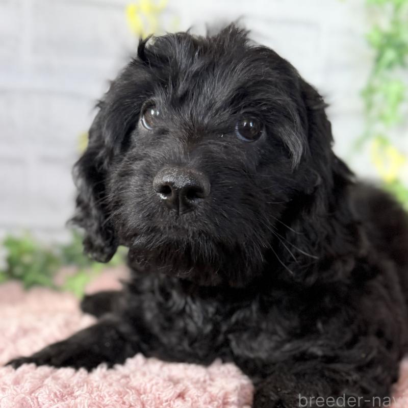 販売中の埼玉県のダップー:ミニチュアダックスフンド×トイプードル-441092