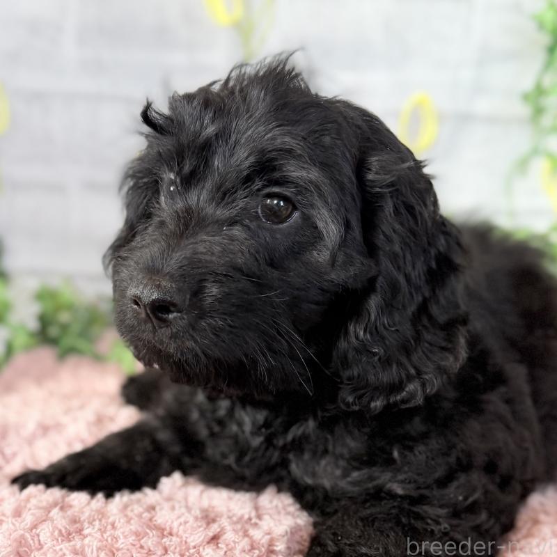 成約済の埼玉県のダップー:ミニチュアダックスフンド×トイプードル-441092の5枚目