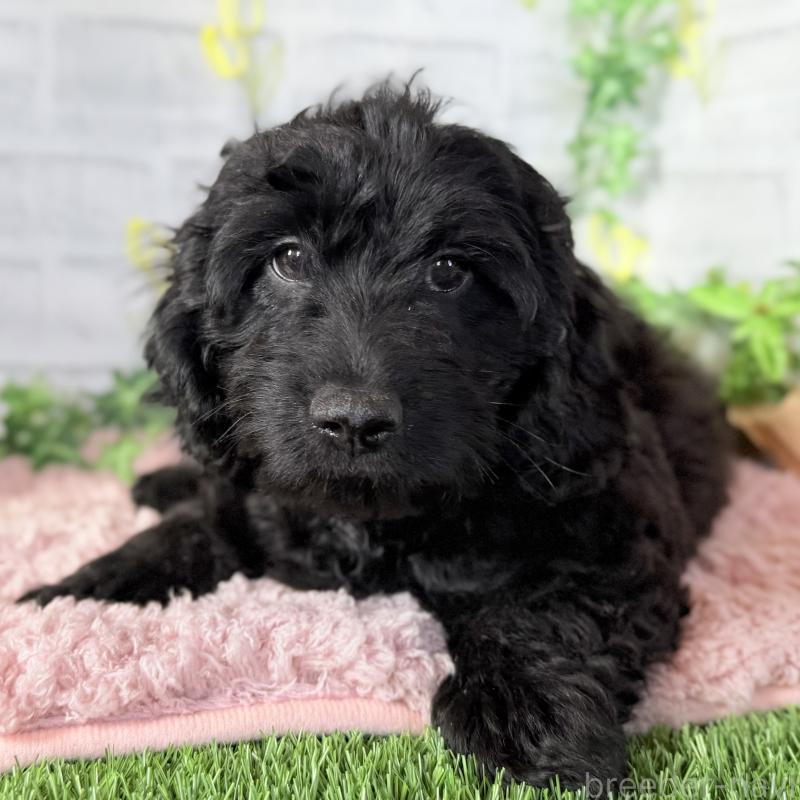 成約済の埼玉県のダップー:ミニチュアダックスフンド×トイプードル-441092の4枚目