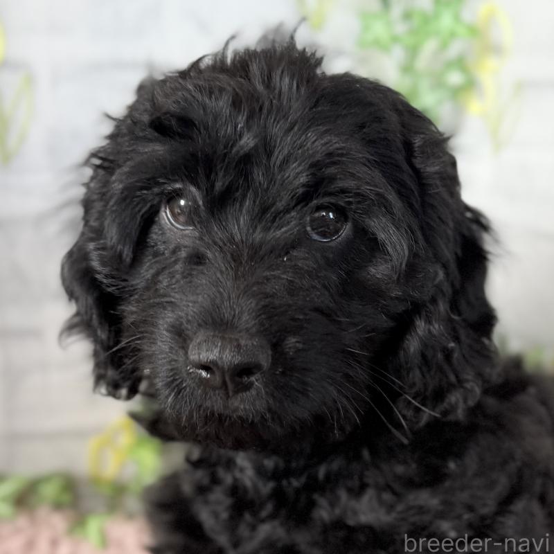 成約済の埼玉県のダップー:ミニチュアダックスフンド×トイプードル-441092の3枚目