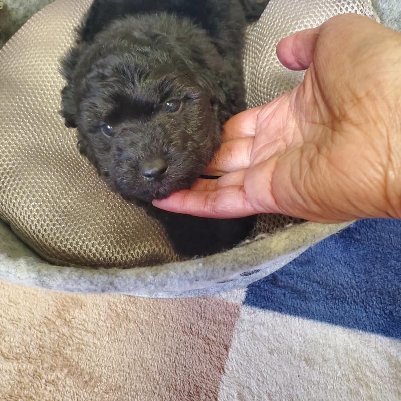 販売中の広島県のトイプードル-444278の2枚目