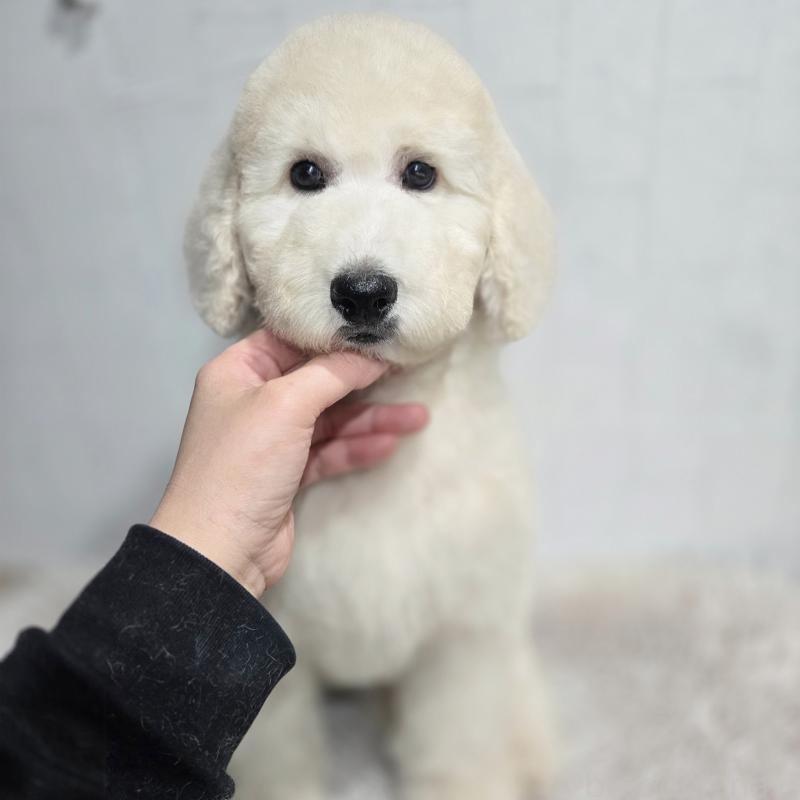 販売中の石川県のスタンダードプードル-435865