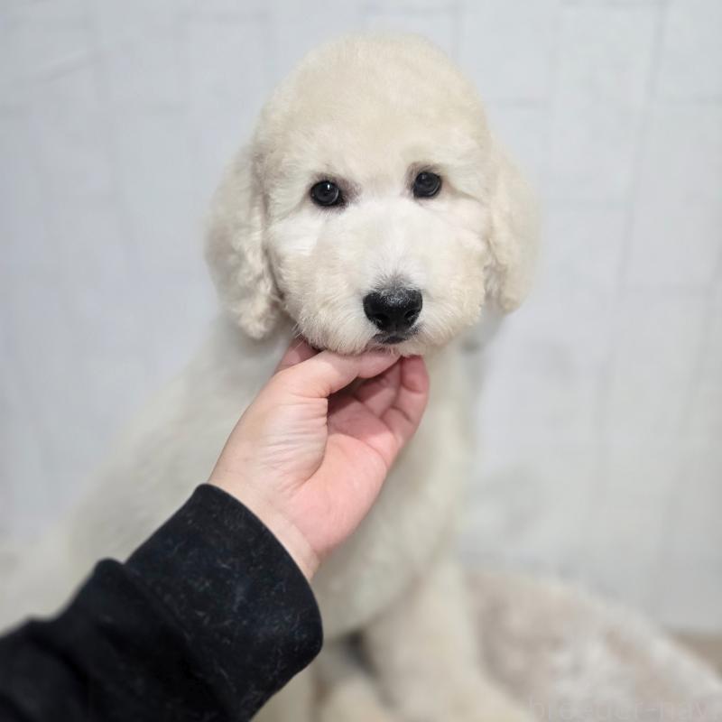 販売中の石川県のスタンダードプードル-435865の8枚目