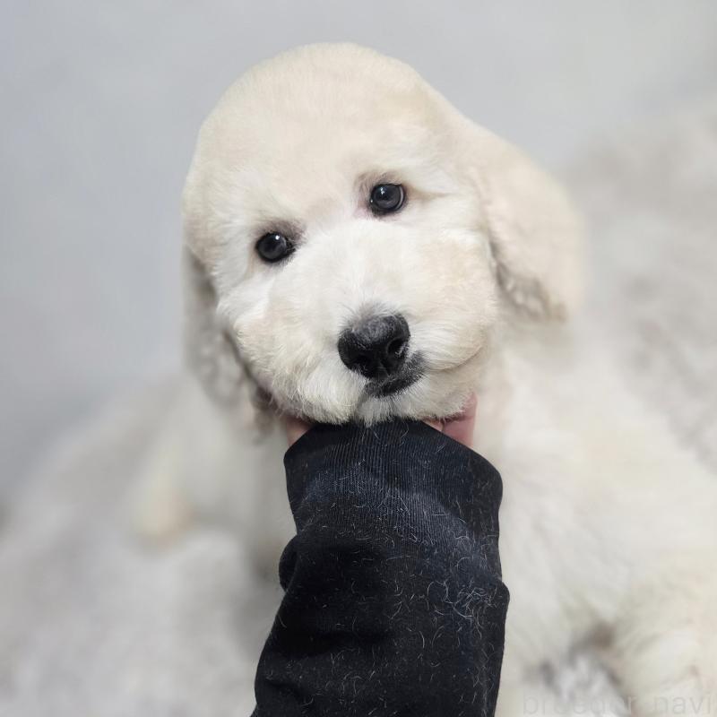 販売中の石川県のスタンダードプードル-435865の7枚目