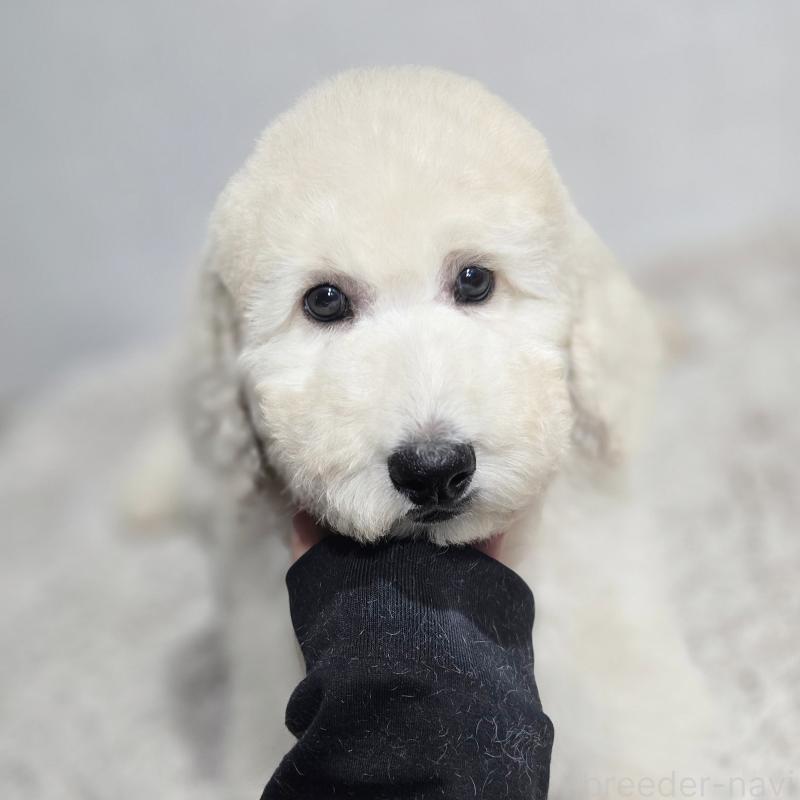 販売中の石川県のスタンダードプードル-435865の6枚目