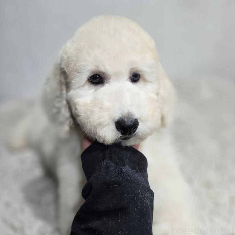 販売中の石川県のスタンダードプードル-435865の5枚目