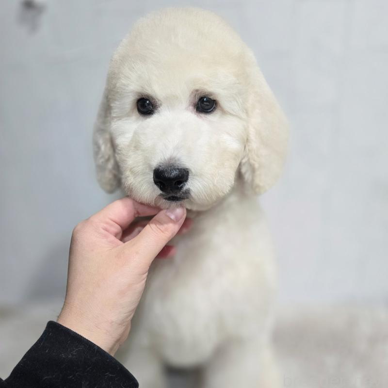 販売中の石川県のスタンダードプードル-435865の4枚目