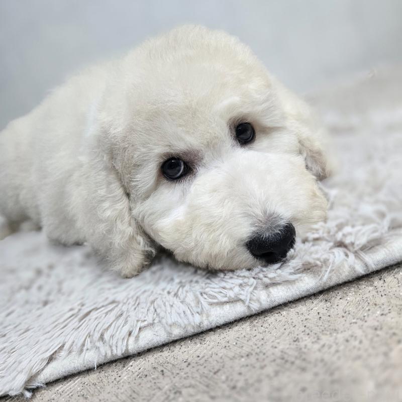 販売中の石川県のスタンダードプードル-435865の3枚目