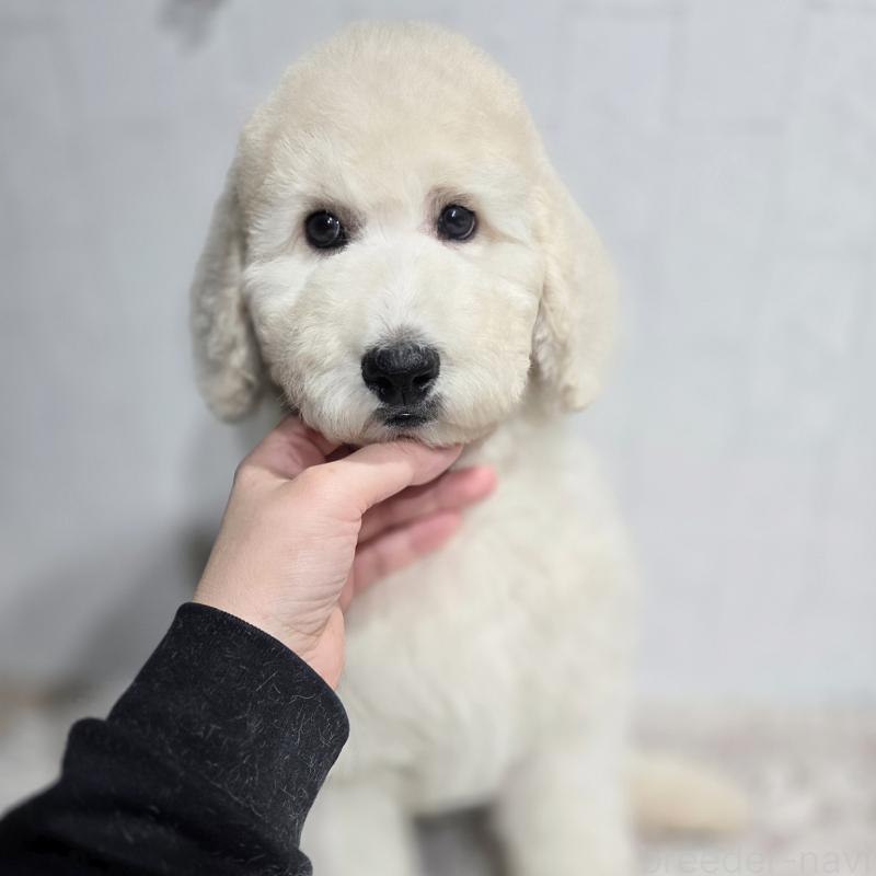 販売中の石川県のスタンダードプードル-435865の2枚目