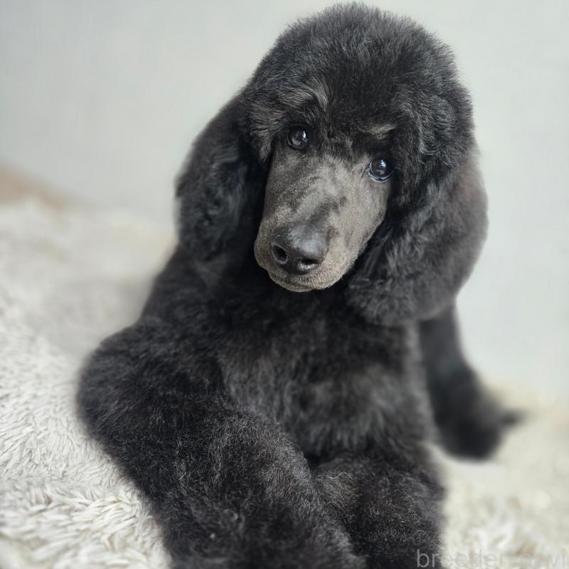 販売中の石川県のスタンダードプードル-435858