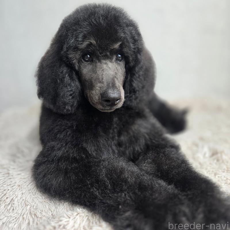 成約済の石川県のスタンダードプードル-435858の9枚目