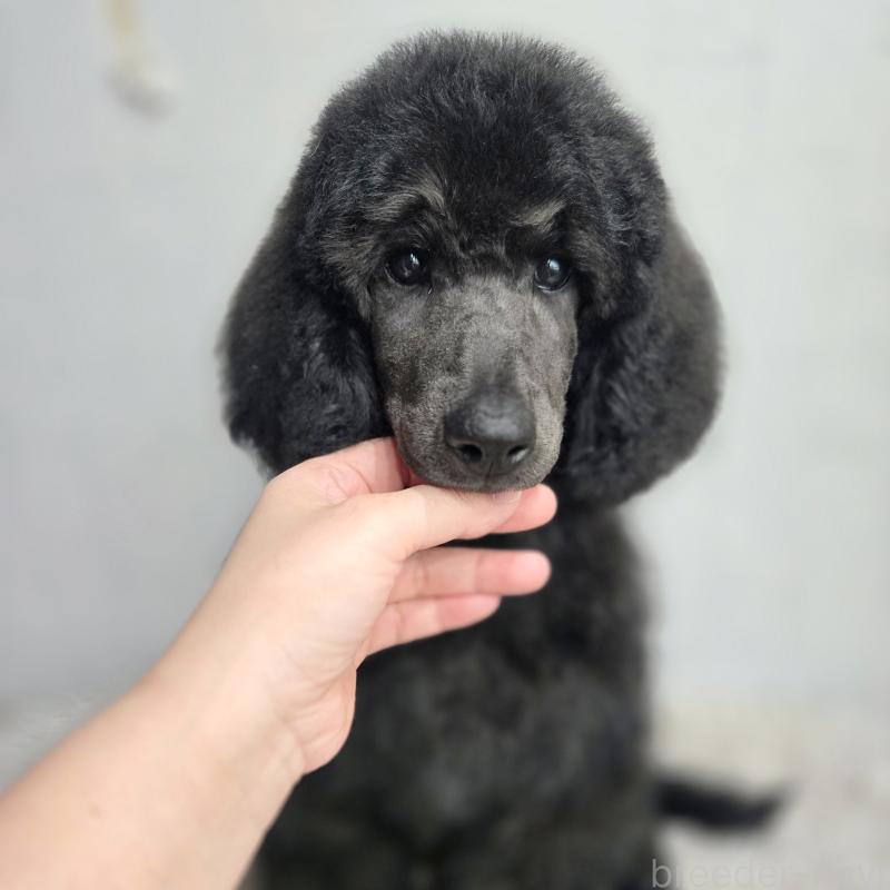 成約済の石川県のスタンダードプードル-435858の8枚目