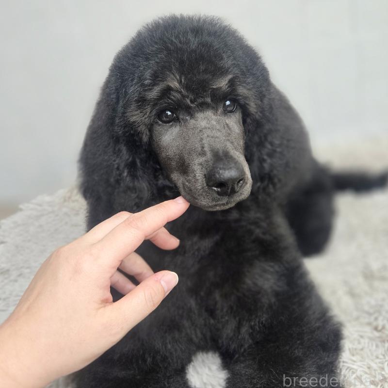 成約済の石川県のスタンダードプードル-435858の7枚目