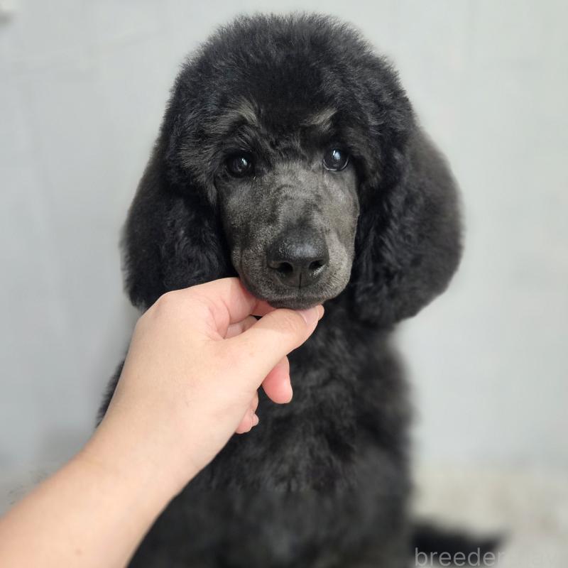 成約済の石川県のスタンダードプードル-435858の6枚目