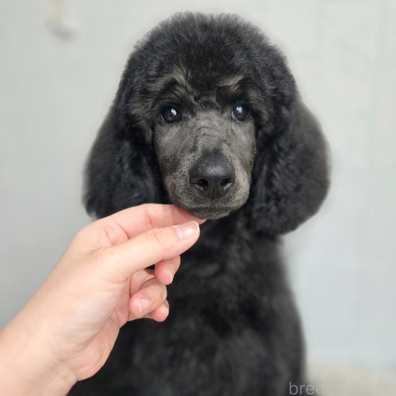 成約済の石川県のスタンダードプードル-435858の5枚目