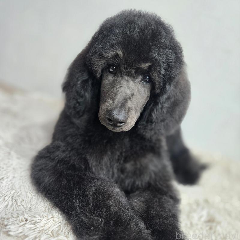 成約済の石川県のスタンダードプードル-435858の4枚目