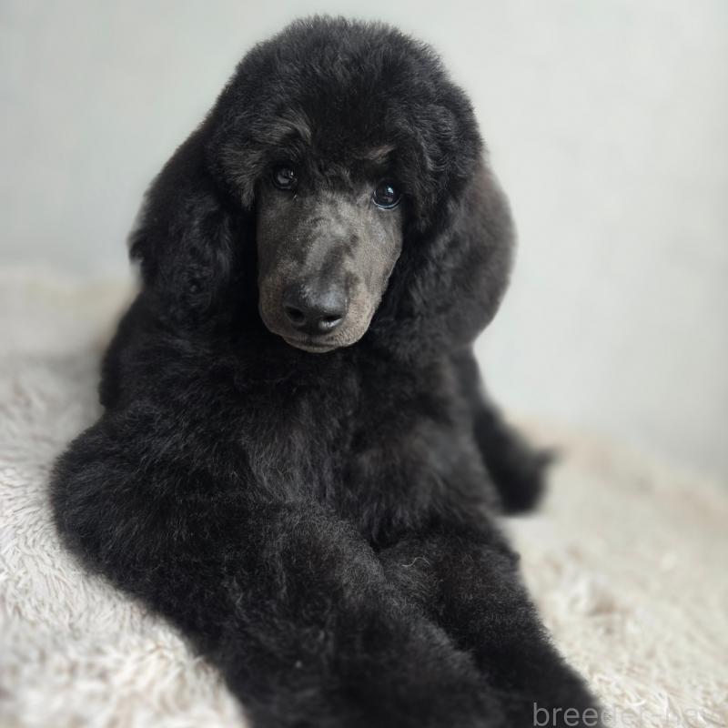 成約済の石川県のスタンダードプードル-435858の3枚目