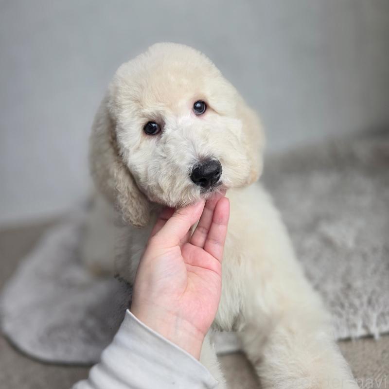 販売中の石川県のスタンダードプードル-435867の7枚目
