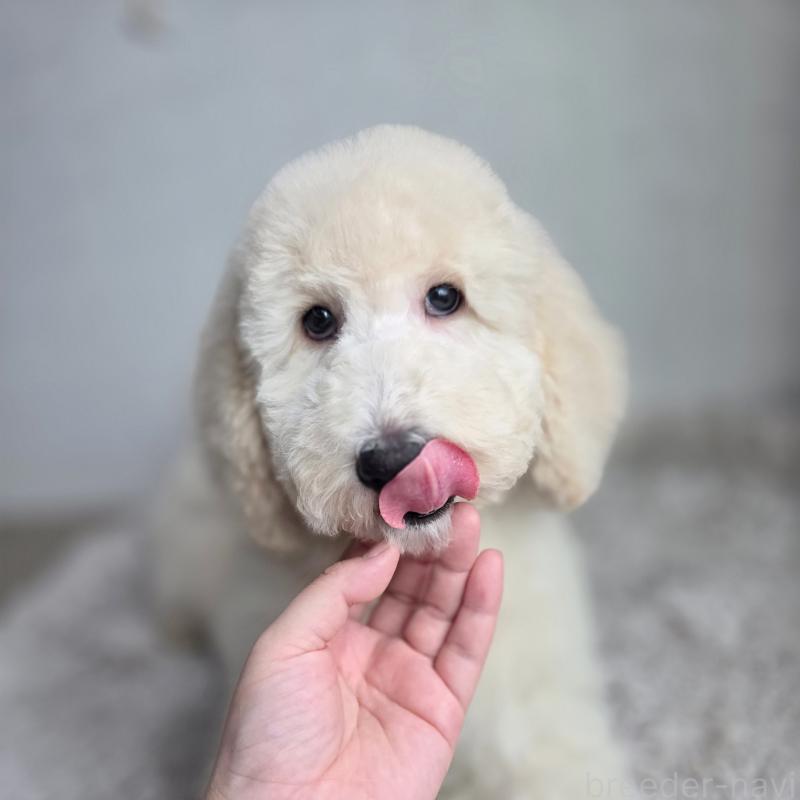 販売中の石川県のスタンダードプードル-435867の6枚目