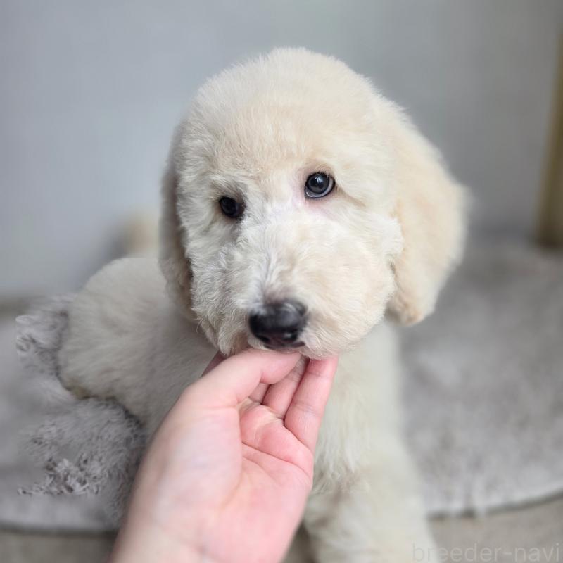 販売中の石川県のスタンダードプードル-435867の5枚目