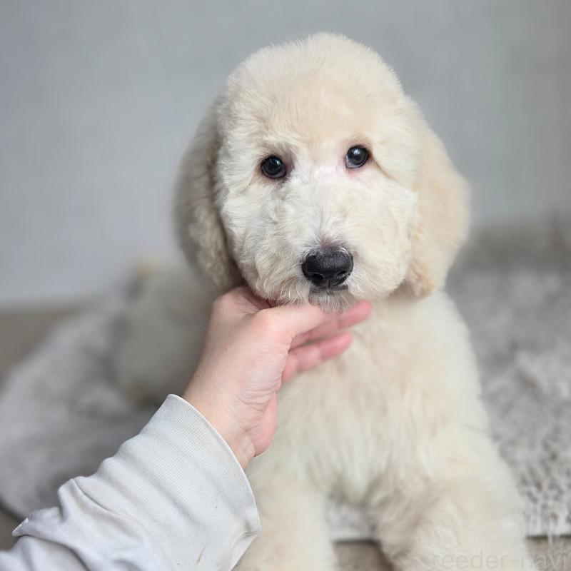 販売中の石川県のスタンダードプードル-435867の4枚目