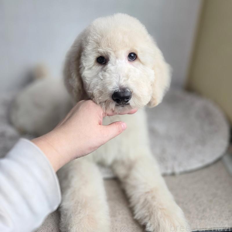 販売中の石川県のスタンダードプードル-435867の3枚目