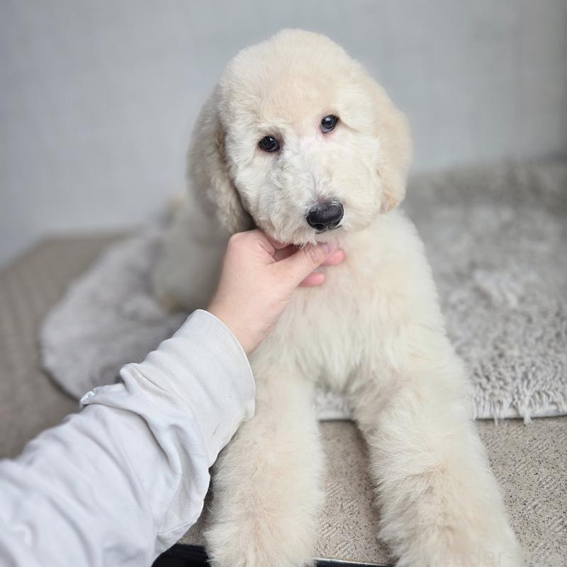 販売中の石川県のスタンダードプードル-435867の2枚目