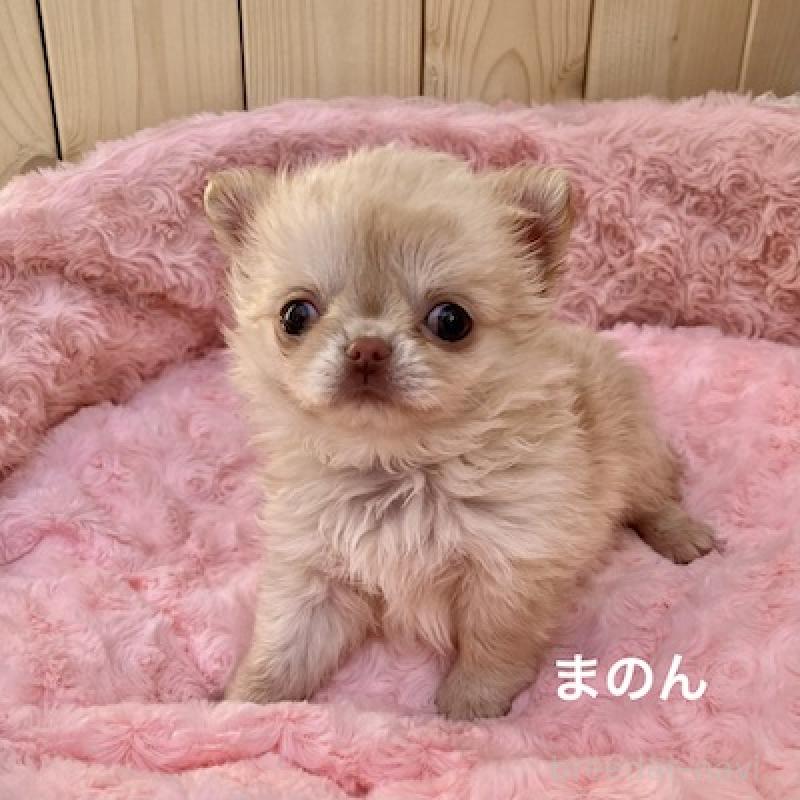 販売中の群馬県のチワワ(ロングコート)-444279の12枚目