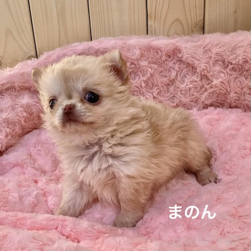 販売中の群馬県のチワワ(ロングコート)-444279の11枚目